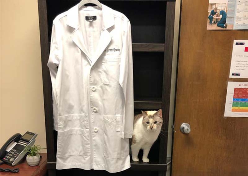 Cat Veterinary Care, Pershing Oaks