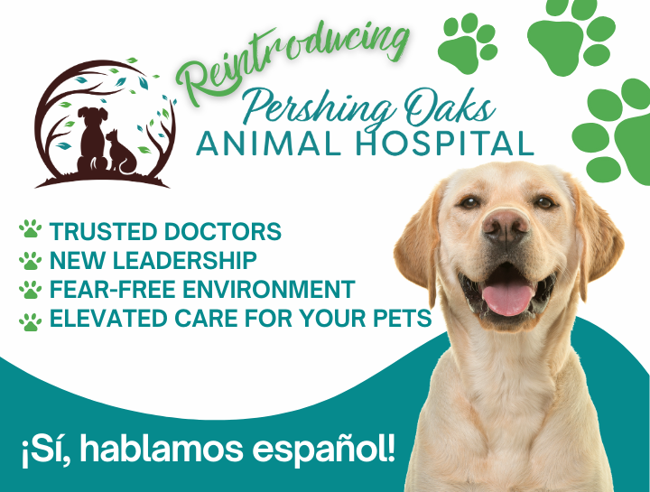 Reintroducing Pershing Oaks Animal Hospital